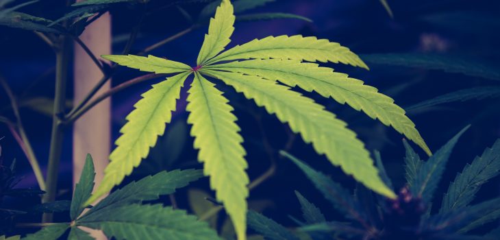 Hemp trademarks